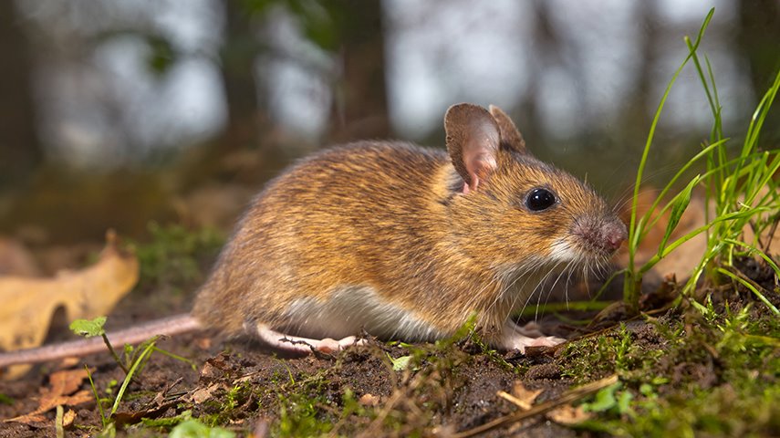 Pandemi Sürecinde Pest Kontrol